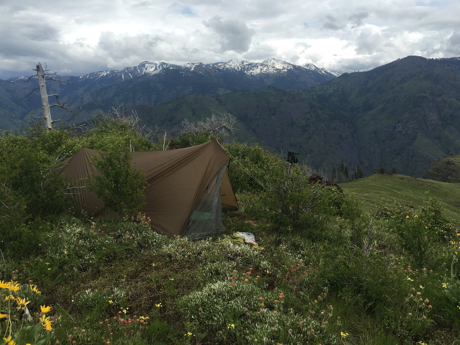 Big Country Bears and Binos